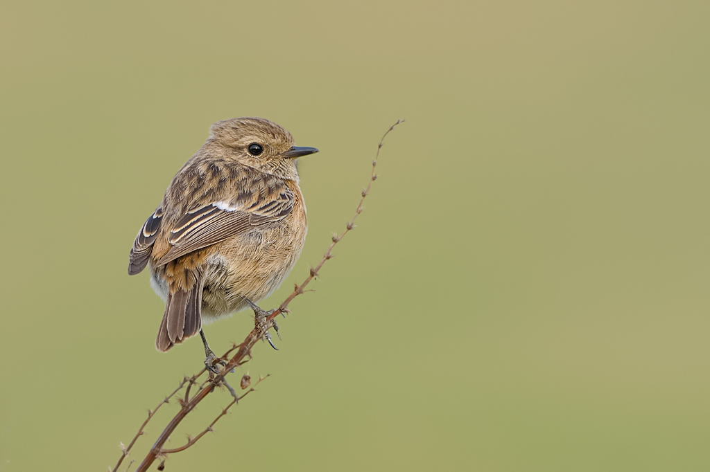 Saltimpalo  - Saxicola rubicola